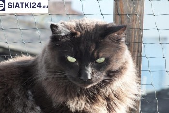 Siatki Wałcz - Zabezpieczenie balkonu siatką - Kocia siatka - bezpieczny kot dla terenów Wałcza